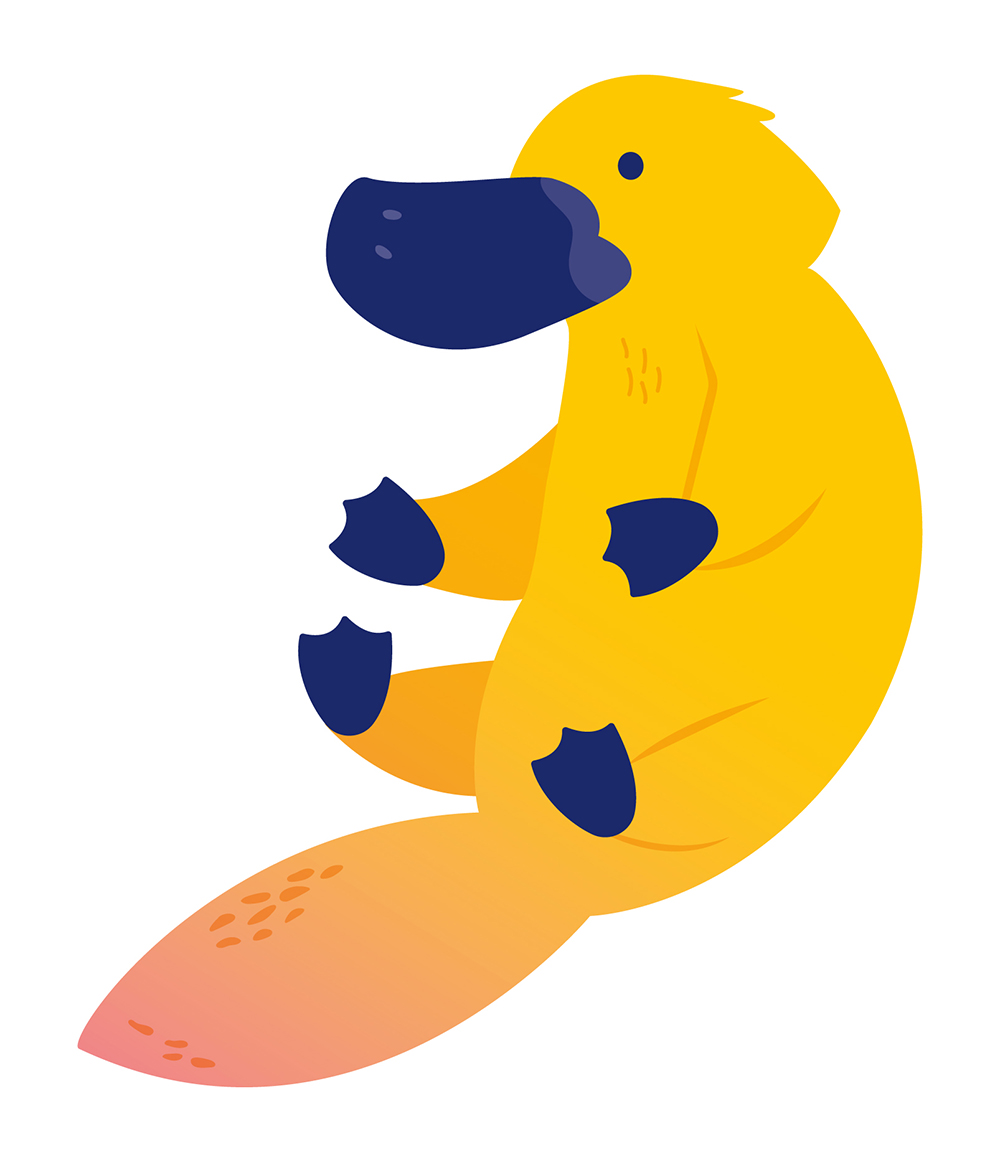 Platypus graphic